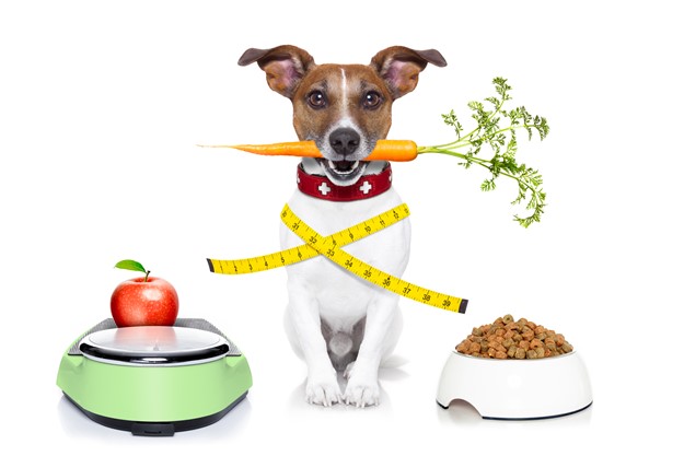 ¿Cómo elegir la comida adecuado para tu mascota?